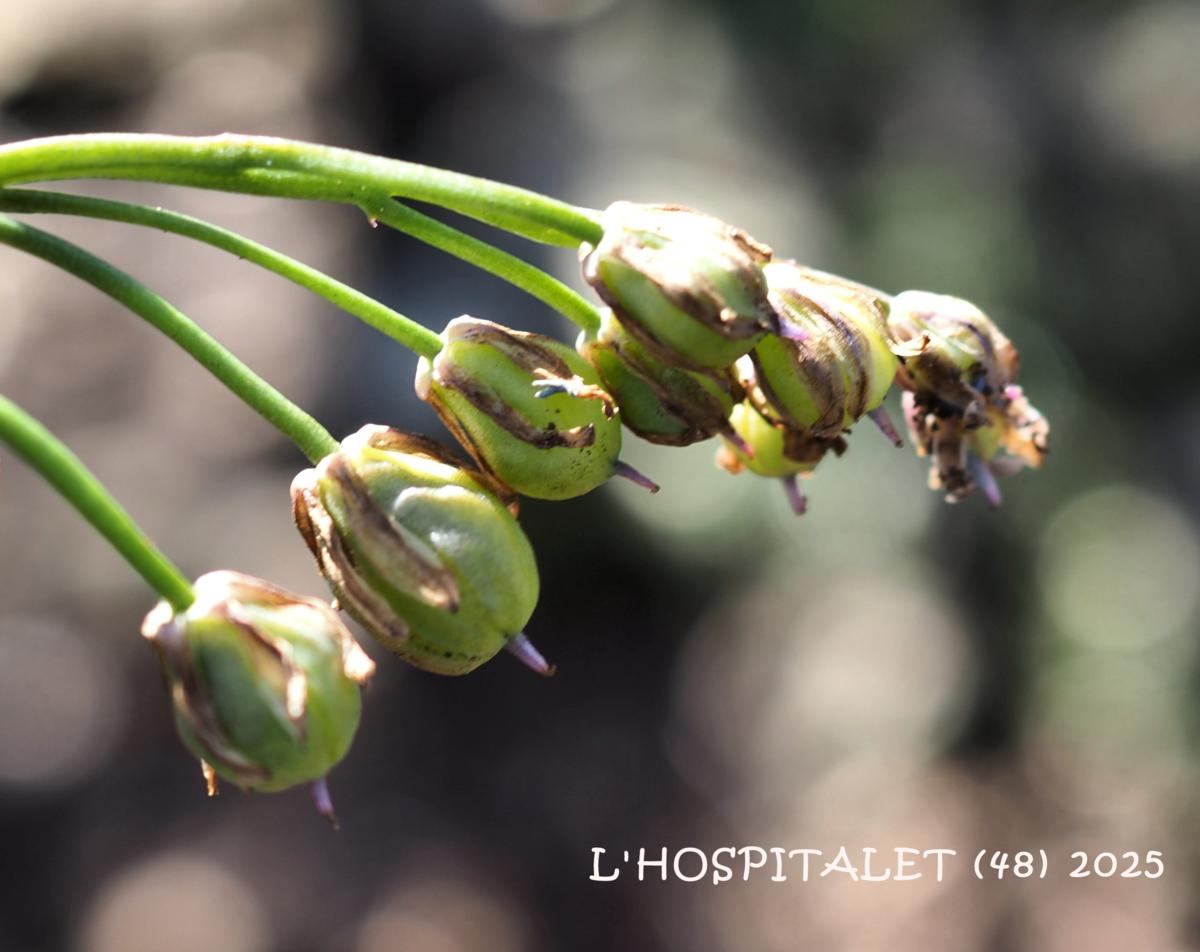 Squill, Alpine fruit